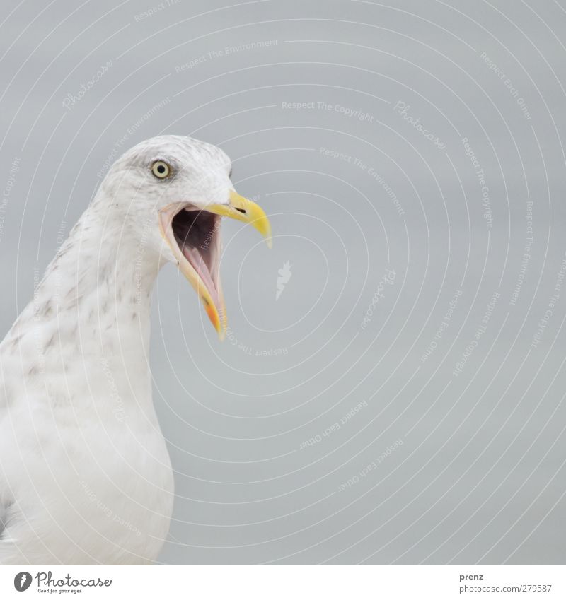 A lot of screaming Environment Nature Animal Beautiful weather Wild animal Bird 1 Gray White Seagull Beak Head Scream Colour photo Exterior shot