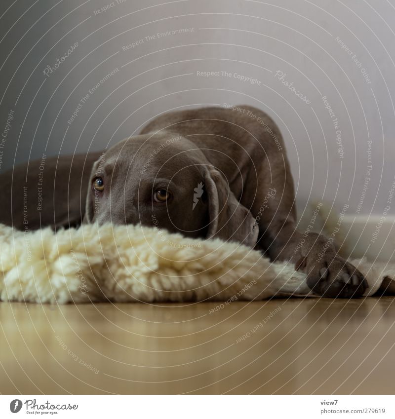 sad. Interior design Decoration Animal Dog 1 Utilize To enjoy Make Sleep Living or residing Authentic Bright Brown Beginning Relationship Discover Relaxation