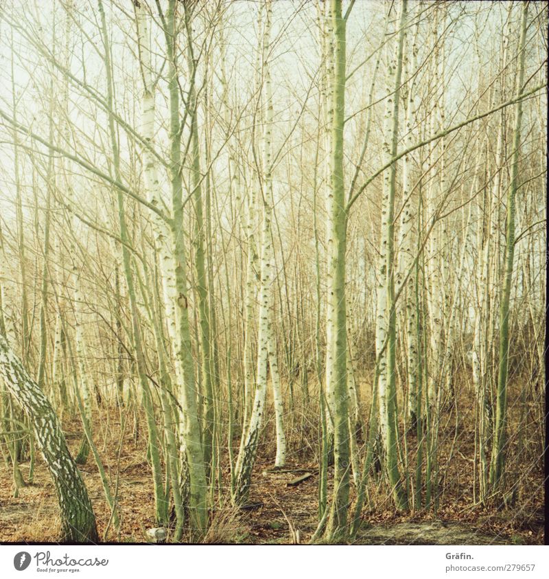 bustle of trees Environment Nature Autumn Tree Forest Wood Relaxation Gloomy Brown Green White Romance Calm Mysterious Irritation Twig Bleak Tree trunk