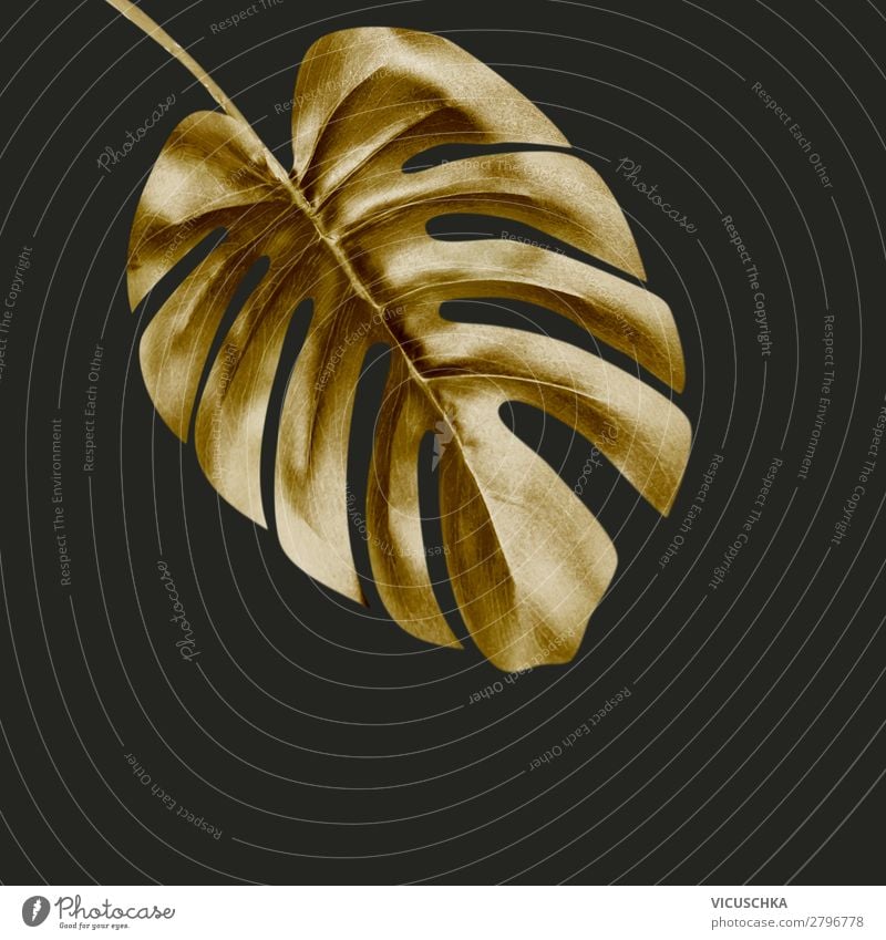 Golden Monstera leaf on black Luxury Elegant Design Decoration Nature Plant Leaf Hip & trendy Background picture Glamor Tropical Dark background Colour photo