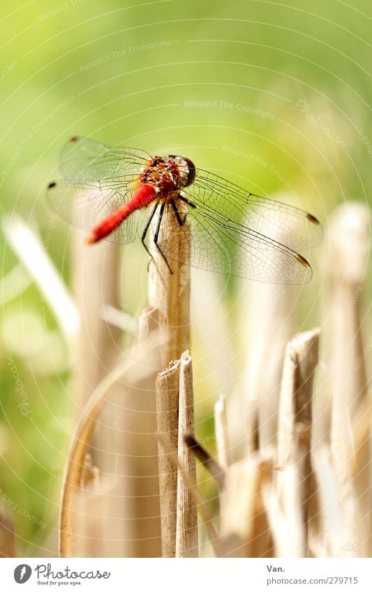 On your mark... Nature Animal Summer Blade of grass Garden Wild animal Wing Insect Dragonfly 1 Fresh Bright Green Red Colour photo Multicoloured Exterior shot