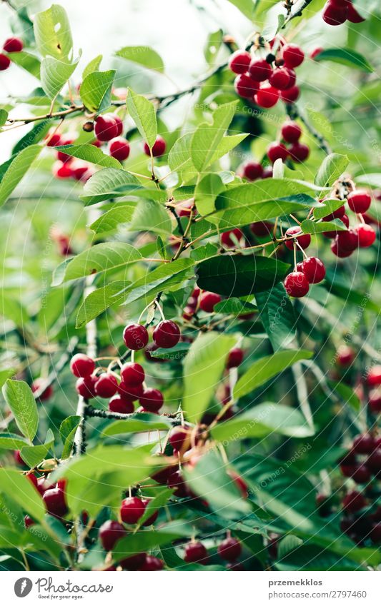 Closeup of ripe red cherry berries on tree among green leaves Fruit Summer Garden Nature Tree Leaf Authentic Fresh Delicious Green Red agriculture Berries