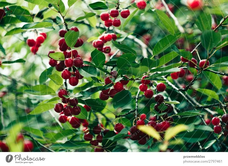 Closeup of ripe red cherry berries on tree among green leaves Fruit Summer Garden Nature Tree Leaf Authentic Fresh Delicious Green Red agriculture Berries