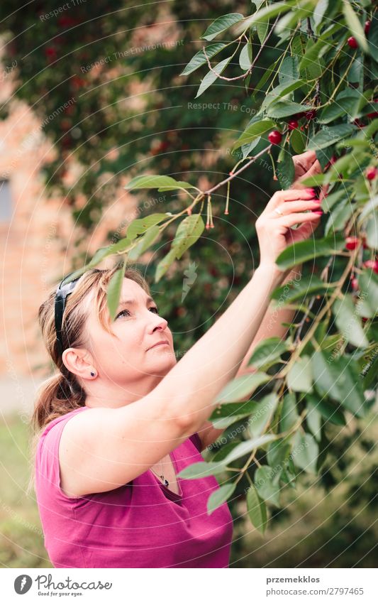 Woman picking cherry berries from tree Fruit Summer Garden Adults Hand Nature Tree Leaf Authentic Fresh Delicious Green Red agriculture Berries Cherry Farm food