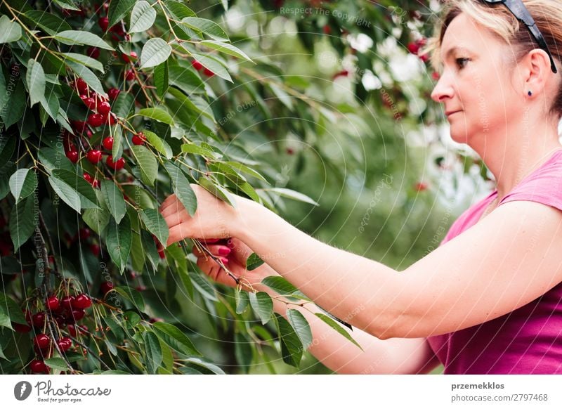 Woman picking cherry berries from tree Fruit Summer Garden Adults Hand 1 Human being 30 - 45 years Nature Tree Leaf Authentic Fresh Delicious Green Red