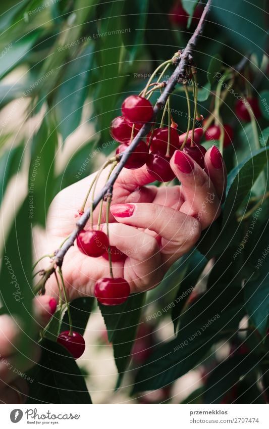 Woman picking cherry berries from tree Fruit Summer Garden Adults Hand Nature Tree Leaf Authentic Fresh Delicious Green Red agriculture Berries Cherry Farm food