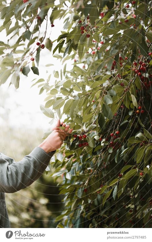 Young man picking cherry berries from tree Fruit Summer Garden Work and employment Boy (child) Man Adults Hand Nature Tree Leaf Authentic Fresh Delicious Green