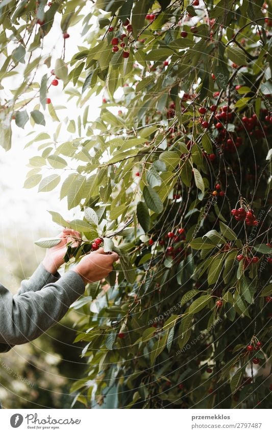 Young man picking cherry berries from tree Fruit Summer Garden Work and employment Boy (child) Man Adults Hand Nature Tree Leaf Authentic Fresh Delicious Green