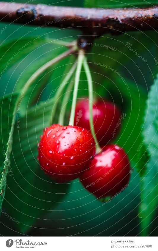 Closeup of ripe red cherry berries on tree among green leaves Fruit Summer Garden Nature Tree Leaf Authentic Fresh Delicious Green Red agriculture Berries