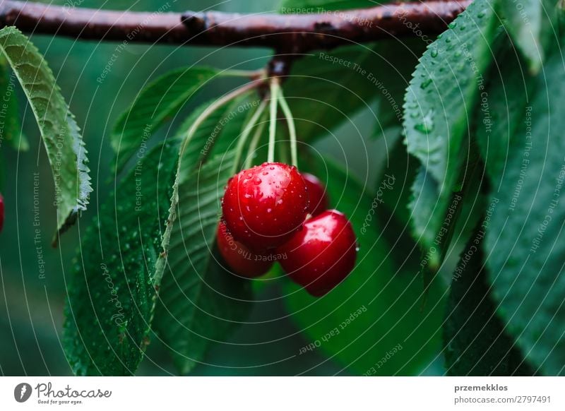 Closeup of ripe red cherry berries on tree among green leaves Fruit Summer Garden Nature Tree Leaf Authentic Fresh Delicious Green Red agriculture Berries