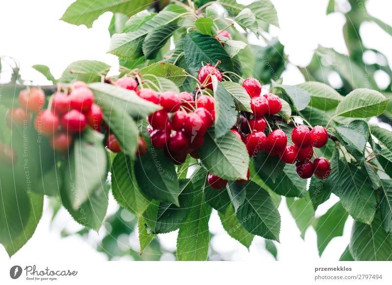 Closeup of ripe red cherry berries on tree among green leaves Fruit Summer Garden Nature Tree Leaf Authentic Fresh Delicious Green Red agriculture Berries