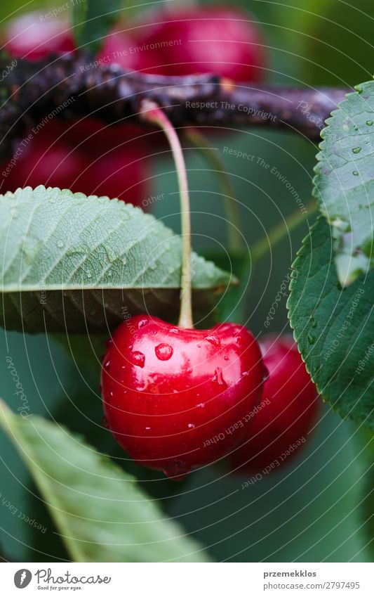 Closeup of ripe red cherry berries on tree among green leaves Fruit Summer Garden Nature Tree Leaf Authentic Fresh Delicious Green Red agriculture Berries