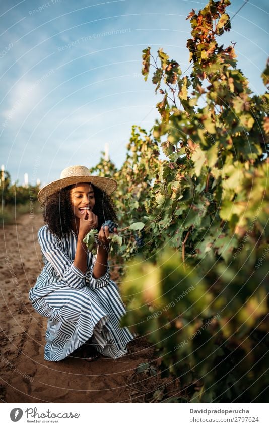 Young black woman eating a grape in a vineyard Winery Vineyard Woman Bunch of grapes Organic Harvest Happy Smiling Agriculture Vertical Green Copy Space Rural