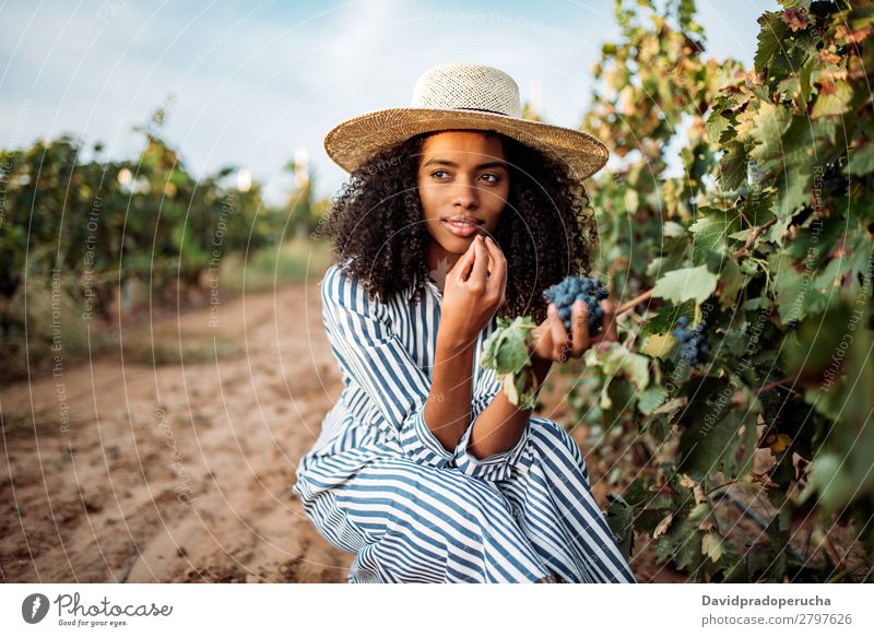 Young black woman eating a grape in a vineyard Winery Vineyard Woman Bunch of grapes Organic Harvest Happy Agriculture Green Smiling Rural tasting grab