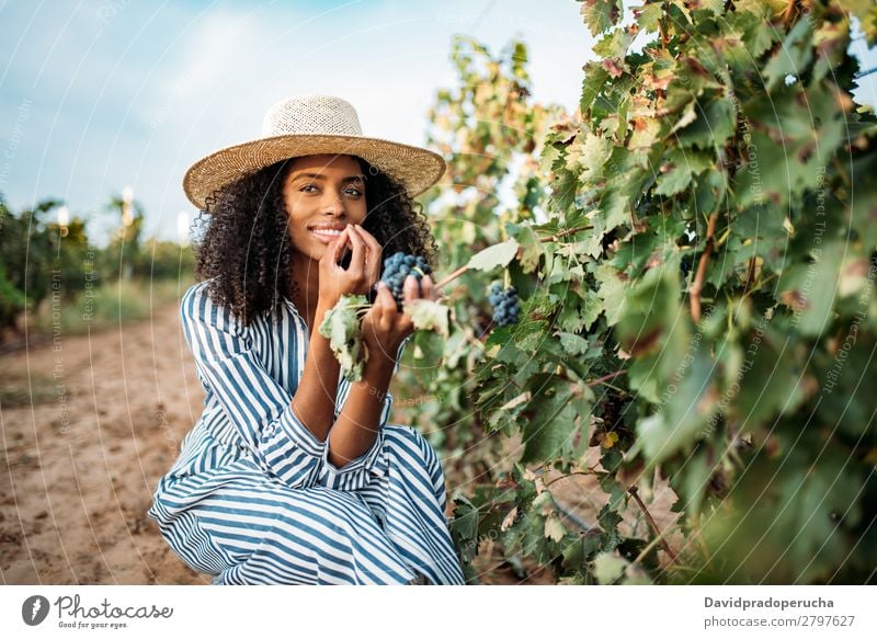 Young black woman eating a grape in a vineyard Winery Vineyard Woman Bunch of grapes Organic Harvest Happy Agriculture Green Smiling Rural tasting grab