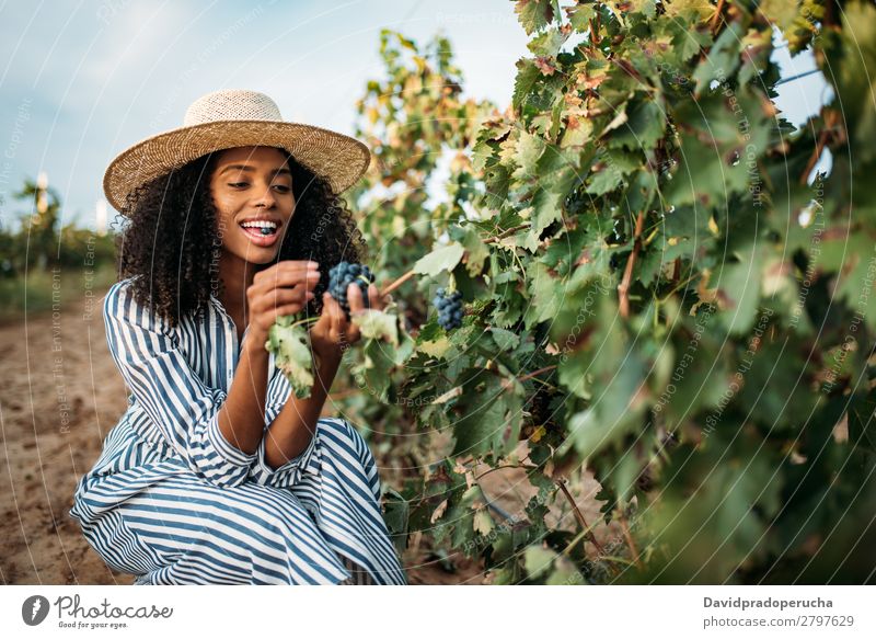 Young black woman eating a grape in a vineyard Winery Vineyard Woman Bunch of grapes Organic Harvest Happy Agriculture Green Smiling Rural tasting grab