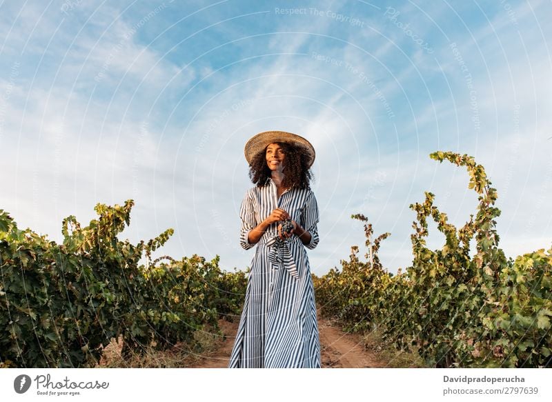 Young woman walking in a path in the middle of a vineyard Winery Vineyard Woman Bunch of grapes Walking Organic Harvest Happy Agriculture Green Accumulation