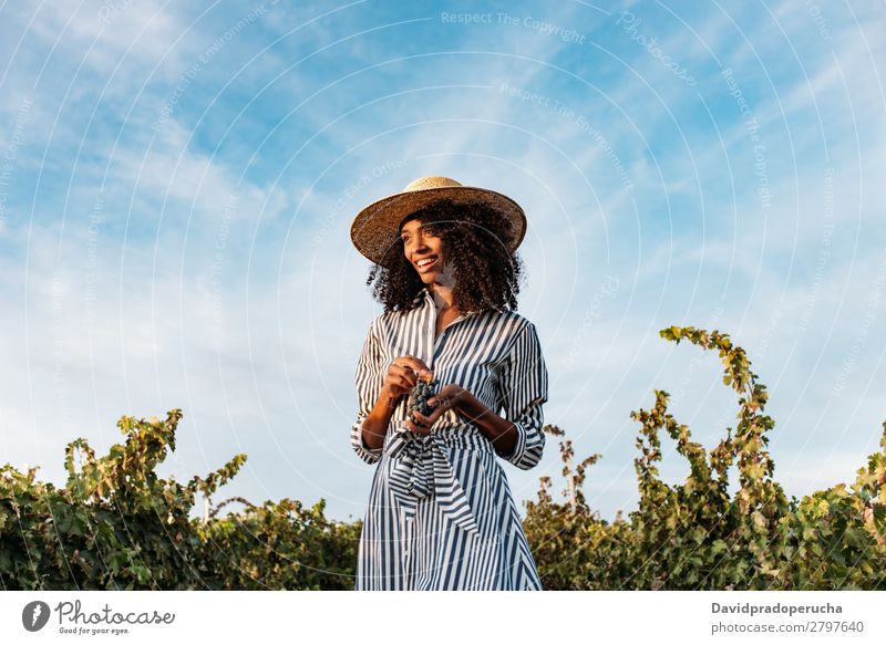 Young woman walking in a path in the middle of a vineyard Winery Vineyard Woman Bunch of grapes Walking Organic Harvest Happy Agriculture Green Accumulation