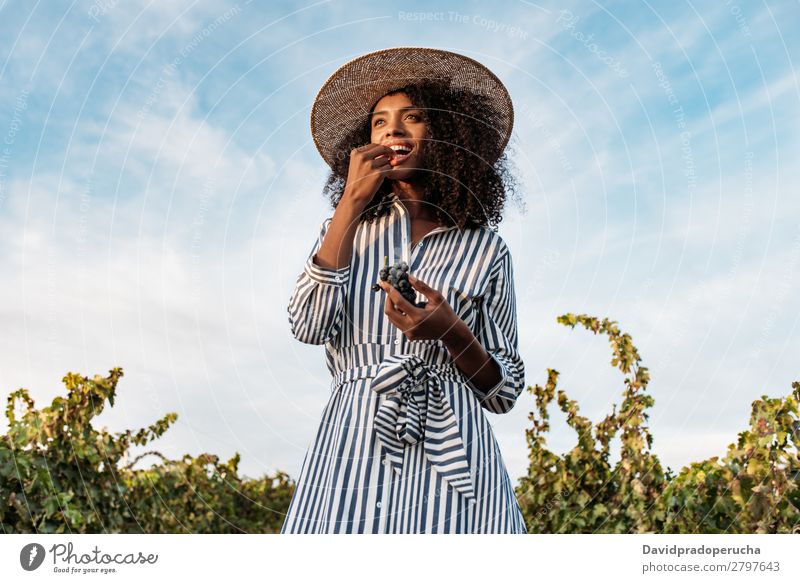 Young woman walking in a path in the middle of a vineyard Winery Vineyard Woman Bunch of grapes Walking Organic Harvest Happy Agriculture Green Accumulation