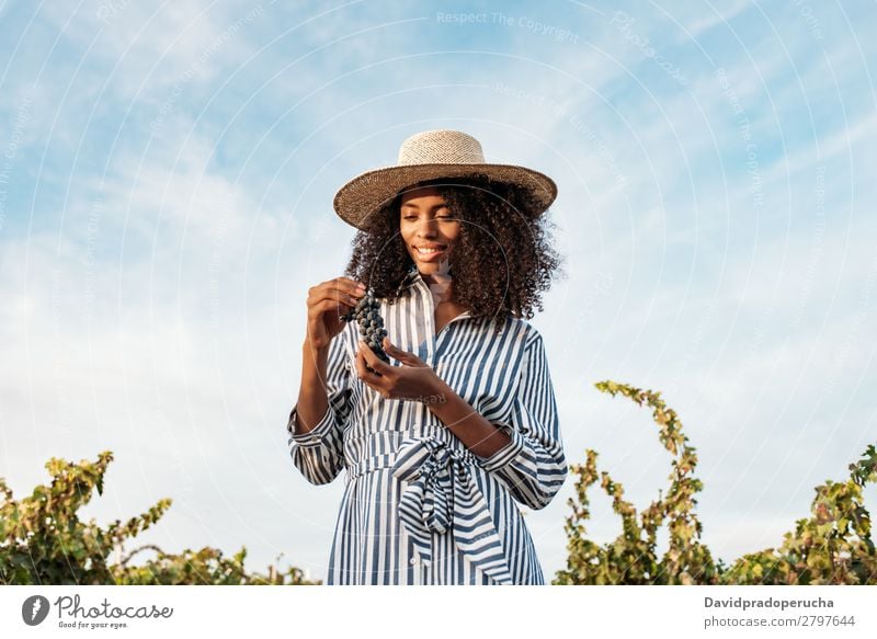 Young woman walking in a path in the middle of a vineyard Winery Vineyard Woman Bunch of grapes Walking Organic Harvest Agriculture Green Accumulation Smiling