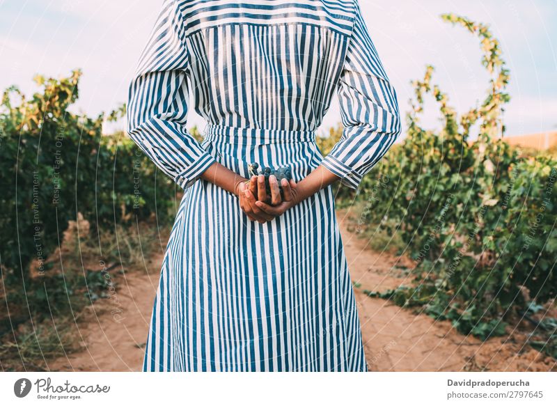 Young woman walking in a path in the middle of a vineyard Winery Vineyard Woman Bunch of grapes Stand Organic Harvest Lanes & trails Agriculture Green