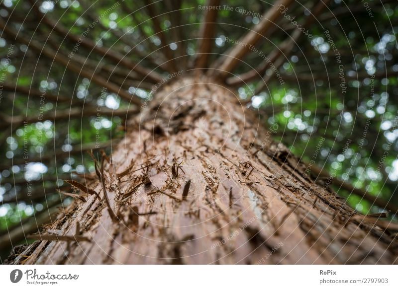 Skywards in the forest Life Senses Relaxation Calm Hiking Agriculture Forestry Craft (trade) Science & Research Environment Nature Plant Climate change Tree