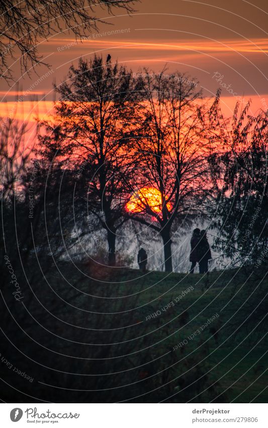 Sunset Park Babelsberg in late autumn Environment Nature Landscape Animal Sunrise Autumn Tree Observe Discover Relaxation Hiking Emotions Moody Joy Happy Couple