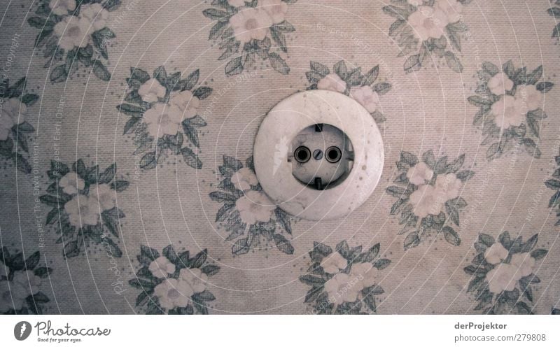 Socket outlet without Euronorm in floral wallpaper Wall (barrier) Wall (building) Authentic Exceptional Beautiful Cute Retro Round Gray flower decoration