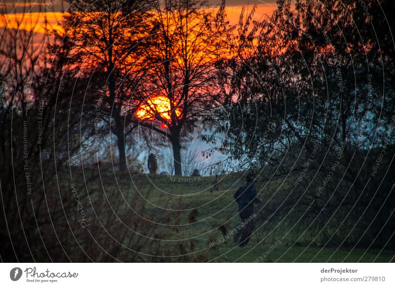 Sunset Park Babelsberg in late autumn landscape format Sports Sportsperson Jogging Hiking Environment Nature Landscape Plant Sunrise Sunlight Autumn