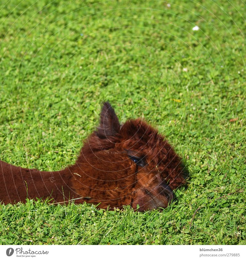 Try it with cosiness... Animal Farm animal Animal face Alpaca Llama Camel 1 To enjoy Lie Cuddly Cute Brown Head Pelt Wool Ear Eyes Muzzle