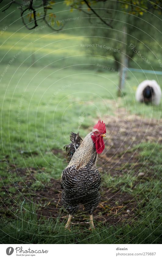 Manly A whole guy thanks to... Agriculture Forestry Farm Environment Nature Spring Summer Meadow Animal Pet Farm animal Bird Rooster Cockscomb 1 Looking Stand