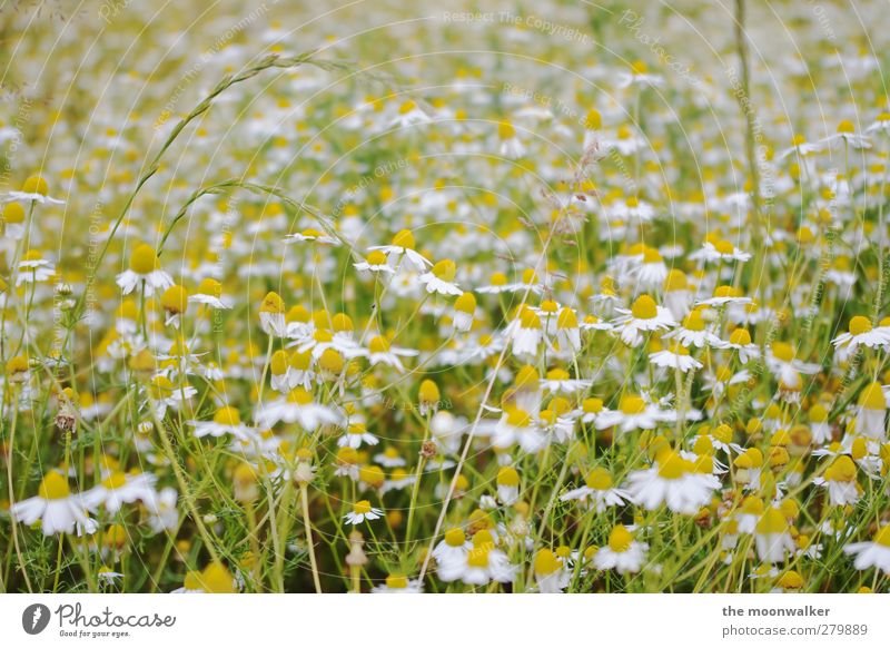 marguerite field Nature Landscape Plant Summer Flower Leaf Blossom Wild plant Marguerite Meadow Meadow flower Field Blossoming Friendliness Fresh Healthy