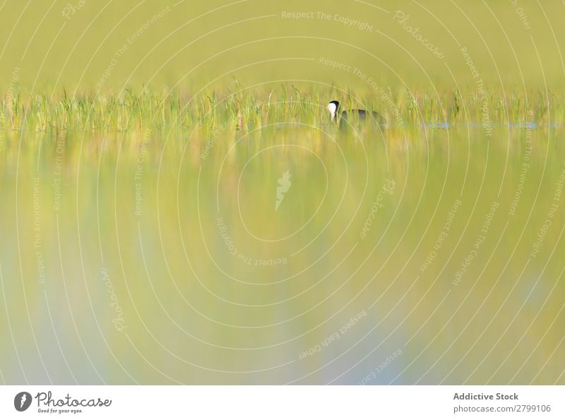 Wild coot bird swimming on water Bird Water Coot belena lagoon Guadalajara Spain Swimming Grass Green dabchick Weather Nature Animal wildlife Beak Landscape