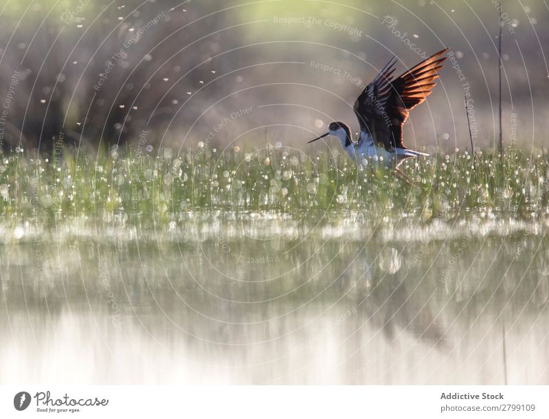 Wild bird walking on water Bird Water Stilt belena lagoon Guadalajara Spain Walking Sunbeam Grass Green Weather Nature Animal wildlife Beak Landscape Flying