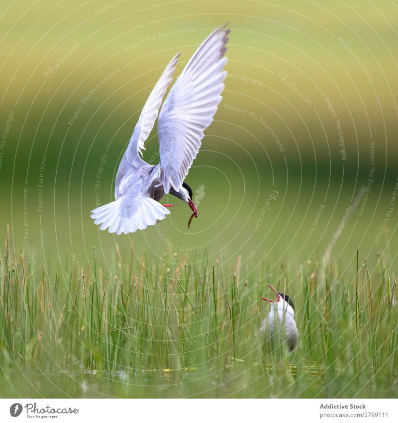 Wild bird with eating in beak on grass Bird Beak Eating belena lagoon Guadalajara Spain bringing To feed Food Grass White Green Weather Nature Animal wildlife