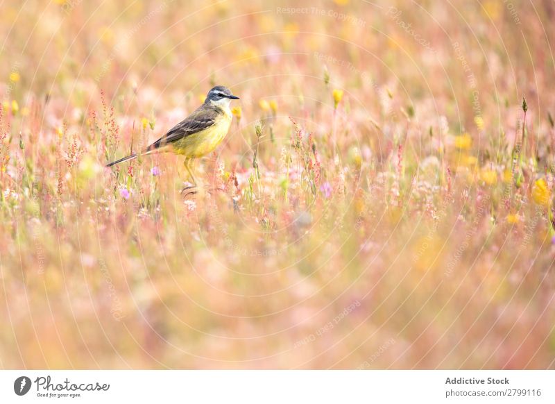 Wild bird on twig between plants Bird Twig belena lagoon Guadalajara Spain Grass Branch Yellow Green Weather Nature Animal wildlife Beak Landscape fauna