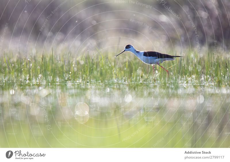 Wild bird walking on water Bird Water Stilt belena lagoon Guadalajara Spain Walking Sunbeam Grass Green Weather Nature Animal wildlife Beak Landscape Flying