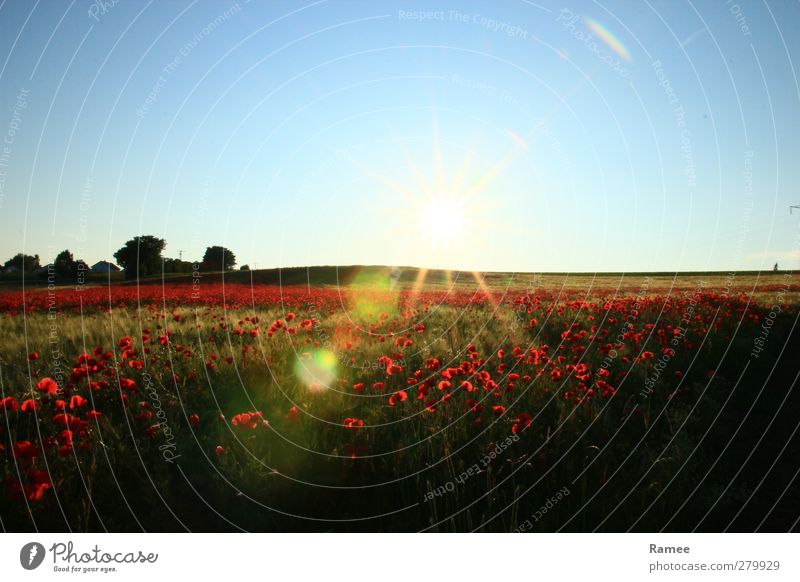 poppy field Nature Landscape Plant Air Cloudless sky Sun Summer Beautiful weather Foliage plant Wild plant Grain field Poppy field Field Glittering Esthetic