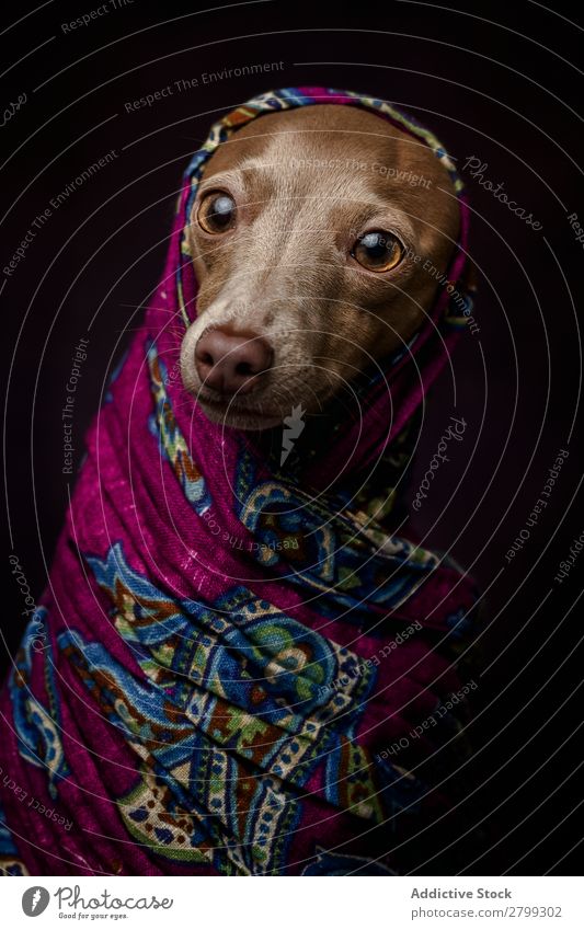 Italian Greyhound dog with Arabian Hijab Dark Costume Friendship Portrait photograph Happiness Italian greyhound Niqab Friendliness Dog Funny Art galgo Happy