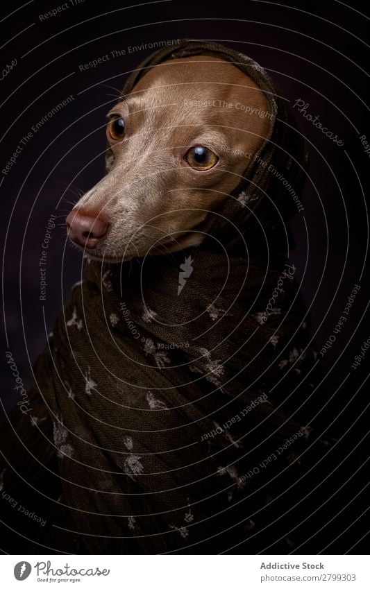 Italian Greyhound dog with Arabian Hijab Dark Costume Friendship Portrait photograph Happiness Italian greyhound Niqab Friendliness Dog Funny Art galgo Happy