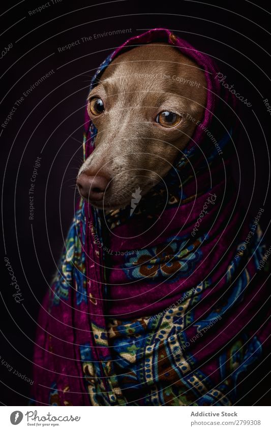 Italian Greyhound dog with Arabian Hijab Dark Costume Friendship Portrait photograph Happiness Italian greyhound Niqab Friendliness Dog Funny Art galgo Happy