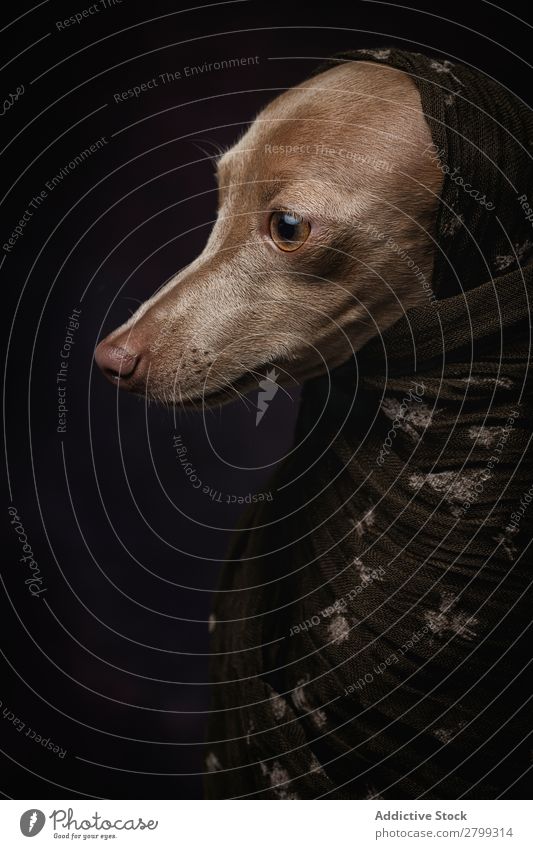 Italian Greyhound dog with Arabian Hijab Dark Costume Friendship Portrait photograph Happiness Italian greyhound Niqab Friendliness Dog Funny Art galgo Happy