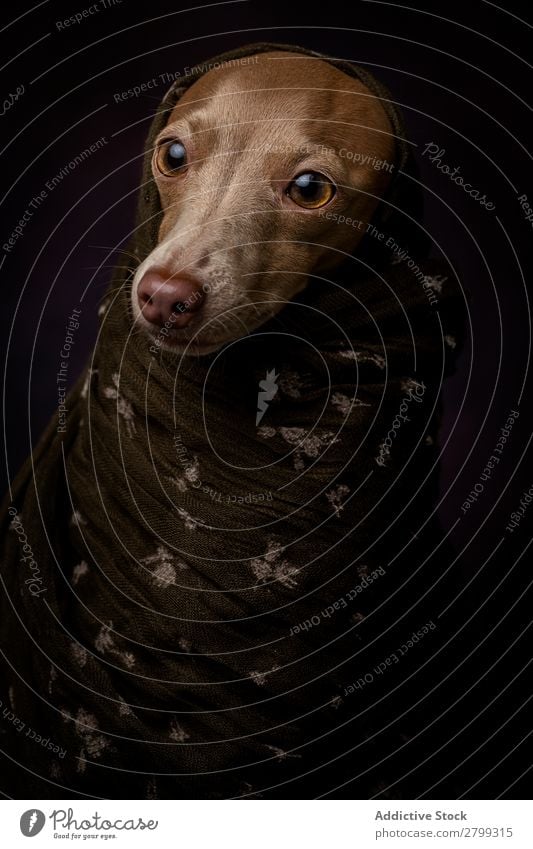 Italian Greyhound dog with Arabian Hijab Dark Costume Friendship Portrait photograph Happiness Italian greyhound Niqab Friendliness Dog Funny Art galgo Happy