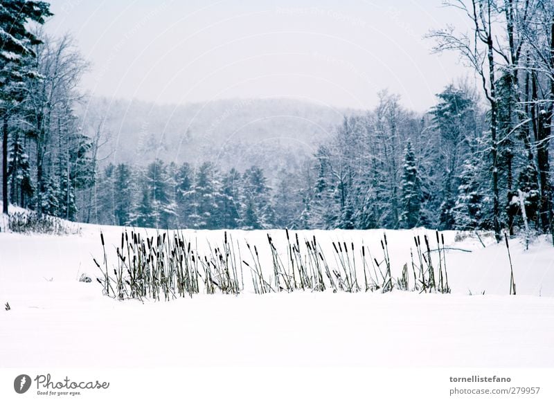 cat tails in snow background Winter Exterior shot Beautiful Nature Botany Plant Tree Beauty Photography branch backgrounds White Day Forest Landscape Scene