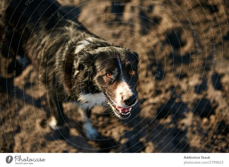 Funny dog sitting on beach Dog Beach Sand Breathe Sunbeam Day Pet Nature Summer Animal Happy Joy Deserted Domestic Purebred Cute Lovely Sweet Coast Rest