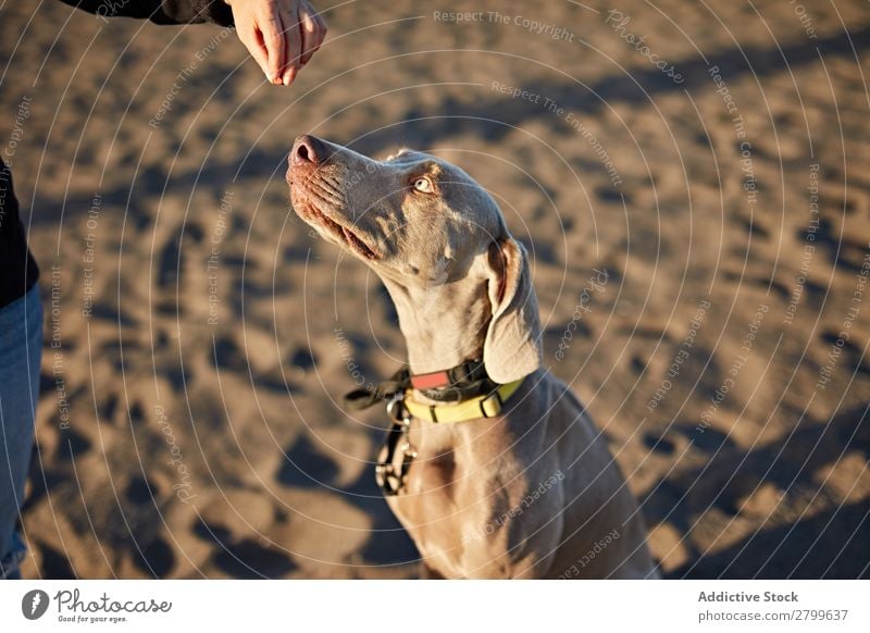 Funny dog on beach Dog Beach Sand Breathe Sunbeam Day Pet Nature Summer Animal Happy Joy Deserted Domestic Purebred Cute Lovely Coast Tongue sticking out Mammal