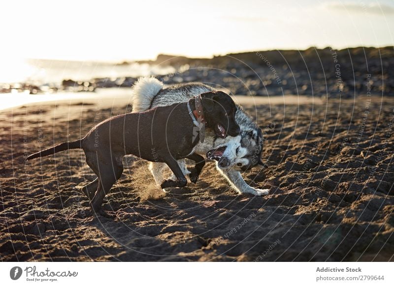 Dogs running near waving sea Beach Playing Ocean Sunlight Running Sand Funny Sunbeam Day Pet Nature Summer Animal Happy Waves Water Joy Deserted Domestic