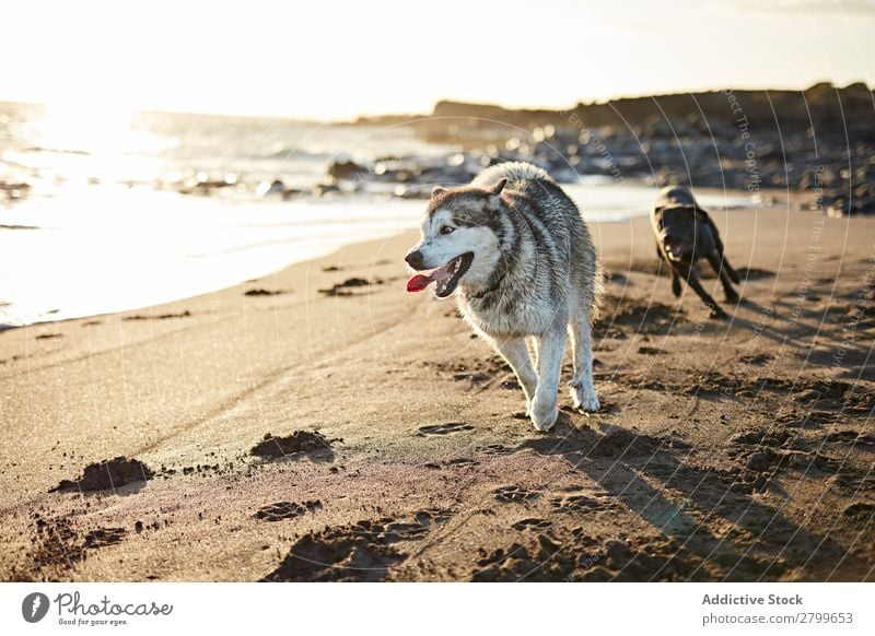 Dogs running near waving sea Beach Playing Ocean Sunlight Running Sand Funny Sunbeam Day Pet Nature Summer Animal Happy Waves Water Joy Deserted Domestic