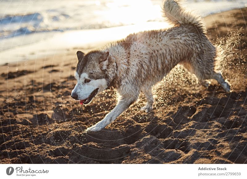 Funny dog on beach Dog Beach Sand Breathe Sunbeam Day Pet Nature Summer Animal Happy Joy Deserted Domestic Purebred Cute Lovely Sweet Coast Rest Relaxation