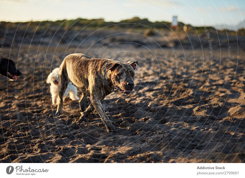 Funny dog on beach Dog Beach Sand Breathe Sunbeam Day Pet Nature Summer Animal Happy Joy Deserted Domestic Purebred Cute Lovely Sweet Coast Rest Relaxation